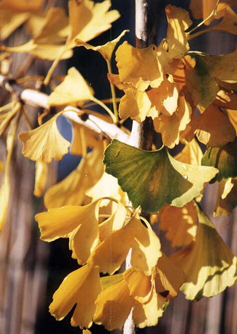 GINKGO BILOBA