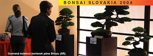 Bonsai Slovakia 2004