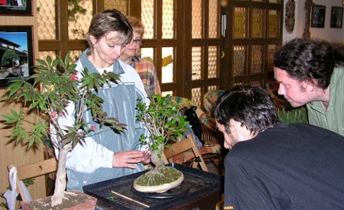 Milí priatelia, srdečne Vás pozývame na víkendové semináre Nitrianskej bonsajovej školy. Pri dobrom čaji, blikote sviečok a relaxačnej hudbe sa dozviete mnoho zaujímavosti o umení a pestovaní bonsajov. 