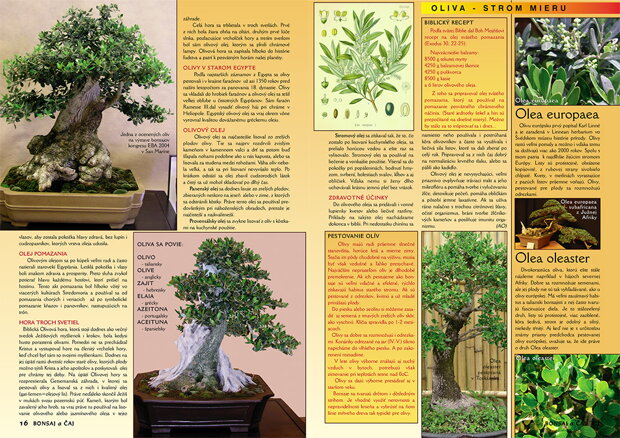olea