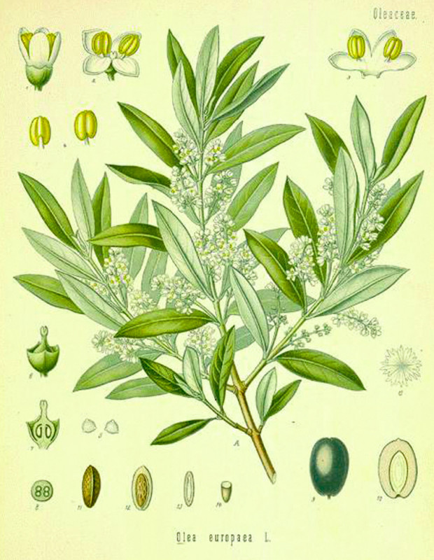 olea