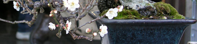 Bonsai centrum Nitra - Slovakia