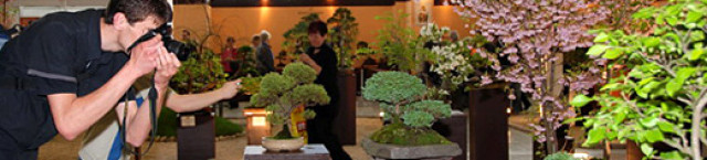 Výstavy bonsajov a ukážky tvarovania bonsajov: Organizujeme i výstavy bonsajov spolu s ukážkami tvarovania bonsajov, ochutnávkami čaju priamo vo firmách, reštauráciách, na rôznych kultúrnych podujatiach.