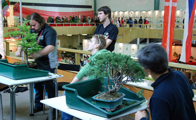 Corin Tomlinson - workshop bonsajovej tvorby pod záštitou Nitrianskej bonsajovej školy