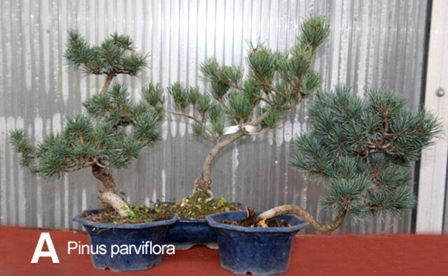 Nitrianska bonsajová škola - Bonsai Slovakia - Čajovńa dobrých ľudí, Nitra