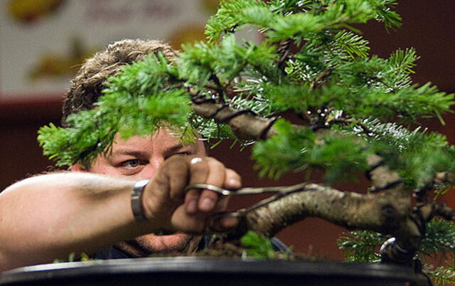 Nitrianska bonsajová škola ponúka svojim žiakom i ostatným pokročilým bonsajistom unikátnu možnosť zúčastniť sa na workshope popredného anglického bonsajového majstra Corina Tomlinsona.