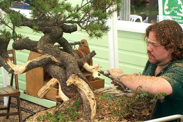 Corin Tomlinson - Bonsai Slovakia