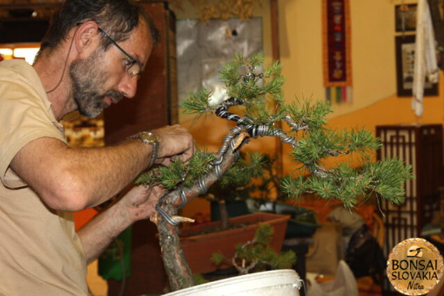 Nitrianska bonsajová škola - Bonsai centrum Nitra - máj 2011 - bonsajové krajinky, penjing