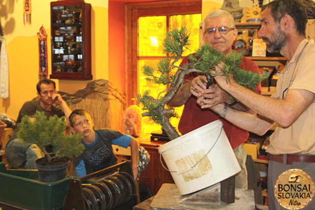 Nitrianska bonsajová škola - Bonsai centrum Nitra - máj 2011 - bonsajové krajinky, penjing