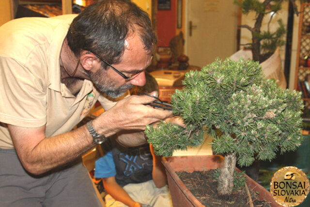 Nitrianska bonsajová škola - Bonsai centrum Nitra - máj 2011 - bonsajové krajinky, penjing