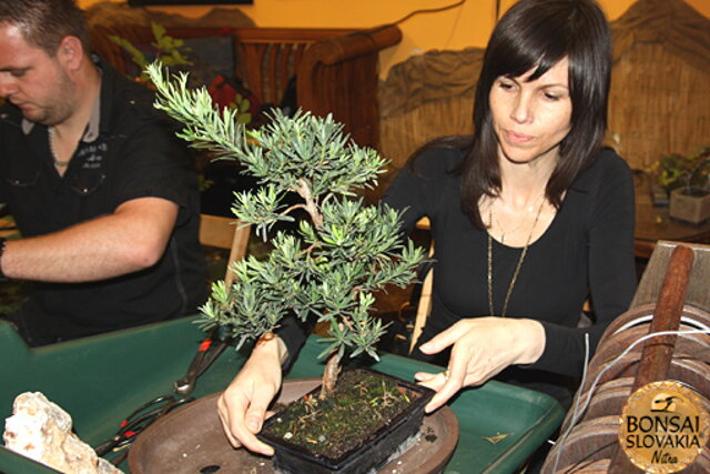 Nitrianska bonsajová škola - Bonsai centrum Nitra - máj 2011 - bonsajové krajinky, penjing