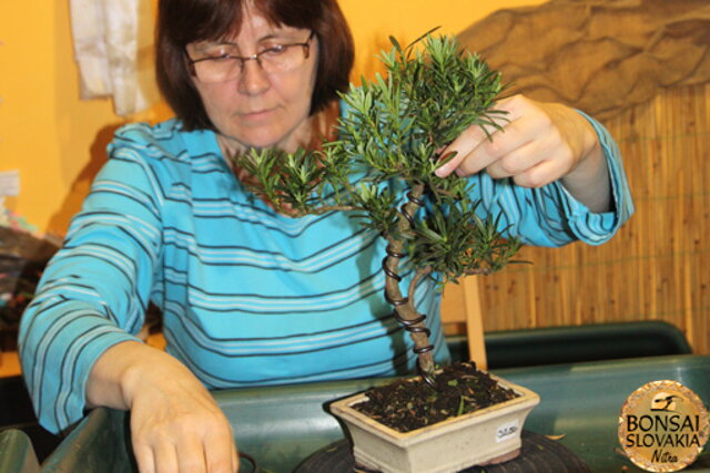 Nitrianska bonsajová škola - Bonsai centrum Nitra - máj 2011 - bonsajové krajinky, penjing