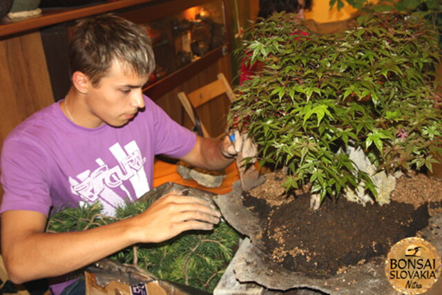 Nitrianska bonsajová škola - Bonsai centrum Nitra - máj 2011 - bonsajové krajinky, penjing