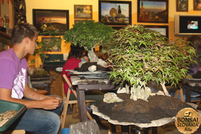 Nitrianska bonsajová škola - Bonsai centrum Nitra - máj 2011 - bonsajové krajinky, penjing