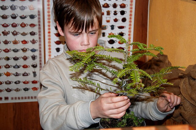 NITRIANSKA BONSAJOVÁ ŠKOLA - BONSAI CENTRUM NITRA - VEDIE RNDr. VLADIMíR ONDEJČÍK, RNDr. ALENA ONDEJČÍKOVÁ