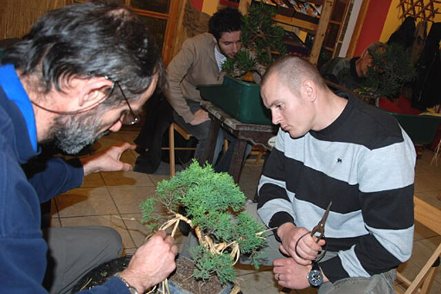 NITRIANSKA BONSAJOVÁ ŠKOLA - BONSAI CENTRUM NITRA - VEDIE RNDr. VLADIMíR ONDEJČÍK, RNDr. ALENA ONDEJČÍKOVÁ