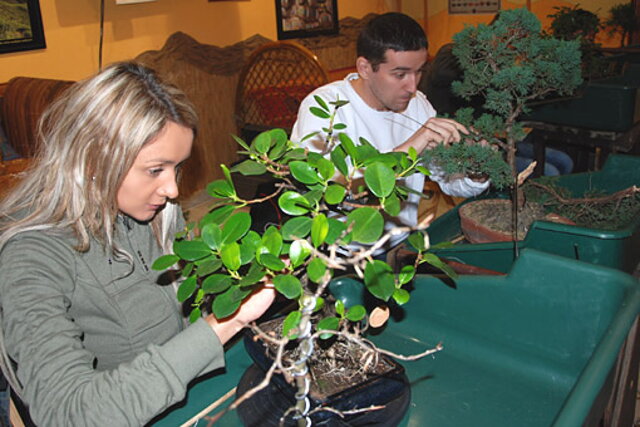 NITRIANSKA BONSAJOVÁ ŠKOLA - BONSAI CENTRUM NITRA - VEDIE RNDr. VLADIMíR ONDEJČÍK, RNDr. ALENA ONDEJČÍKOVÁ