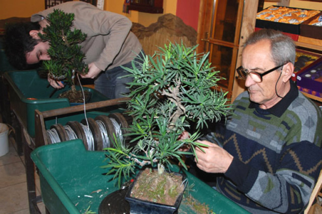 NITRIANSKA BONSAJOVÁ ŠKOLA - BONSAI CENTRUM NITRA - VEDIE RNDr. VLADIMíR ONDEJČÍK, RNDr. ALENA ONDEJČÍKOVÁ