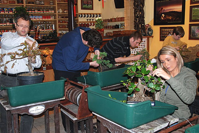 NITRIANSKA BONSAJOVÁ ŠKOLA - BONSAI CENTRUM NITRA - VEDIE RNDr. VLADIMíR ONDEJČÍK, RNDr. ALENA ONDEJČÍKOVÁ