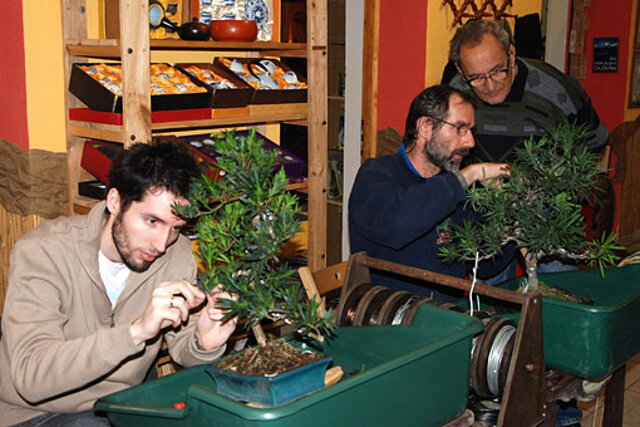 NITRIANSKA BONSAJOVÁ ŠKOLA - BONSAI CENTRUM NITRA - VEDIE RNDr. VLADIMíR ONDEJČÍK, RNDr. ALENA ONDEJČÍKOVÁ