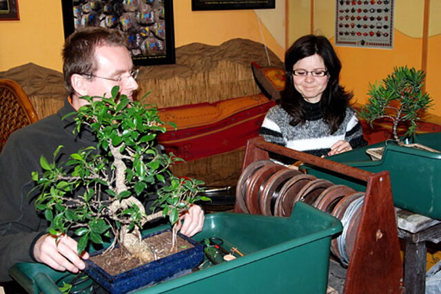 NITRIANSKA BONSAJOVÁ ŠKOLA - BONSAI CENTRUM NITRA - VEDIE RNDr. VLADIMíR ONDEJČÍK, RNDr. ALENA ONDEJČÍKOVÁ