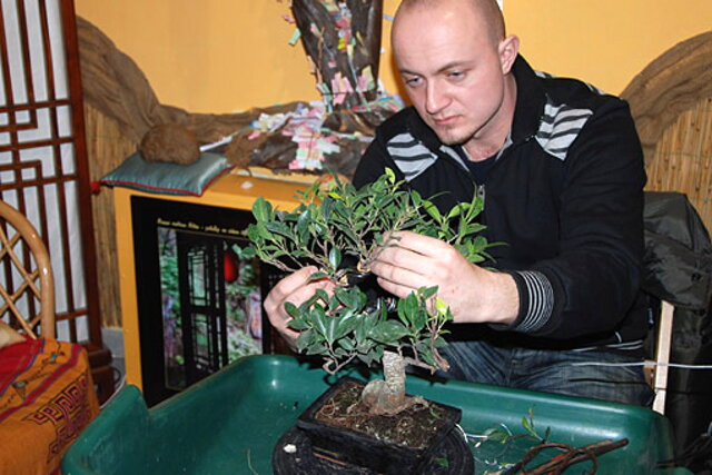 NITRIANSKA BONSAJOVÁ ŠKOLA - BONSAI CENTRUM NITRA - VEDIE RNDr. VLADIMíR ONDEJČÍK, RNDr. ALENA ONDEJČÍKOVÁ