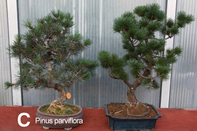 Nitrianska bonsajová škola - Bonsai centrum Nitra - Bonsai school - Slovakia