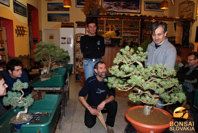 NITRIANSKA BONSAJOVÁ ŠKOLA - PINUS, LARIX, JUNIPERUS CHINENSIS