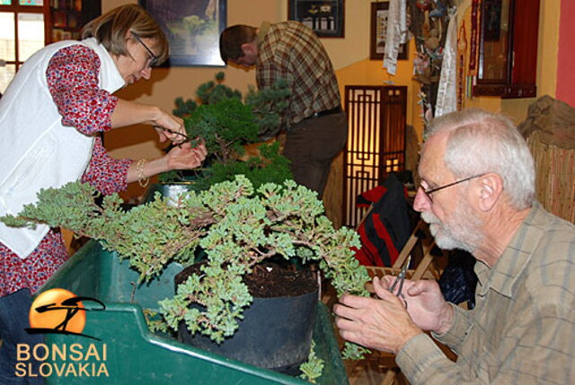 OKTÓBROVÝ KURZ BONSAJOVEJ ŠKOLY    Téma: IHLIČNANY... A JESEŇ V BONSAJOVEJ ZÁHRADE 29. - 30. OKTÓBER 2011    Miesto konania: Bonsai Slovakia - , Čajovňa dobrých ľudí Pri synagóge 3, pešia zóna, 949 01 Nitra    Lektori: RNDr. Vladimír Ondejčík, RNDr. Alenka Ondejčíková