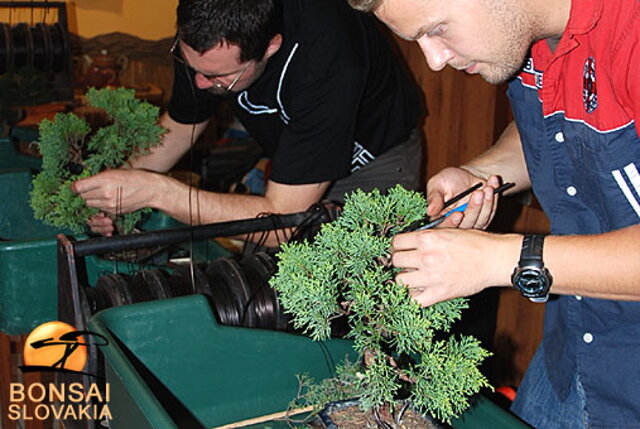 OKTÓBROVÝ KURZ BONSAJOVEJ ŠKOLY    Téma: IHLIČNANY... A JESEŇ V BONSAJOVEJ ZÁHRADE 29. - 30. OKTÓBER 2011    Miesto konania: Bonsai Slovakia - , Čajovňa dobrých ľudí Pri synagóge 3, pešia zóna, 949 01 Nitra    Lektori: RNDr. Vladimír Ondejčík, RNDr. Alenka Ondejčíková