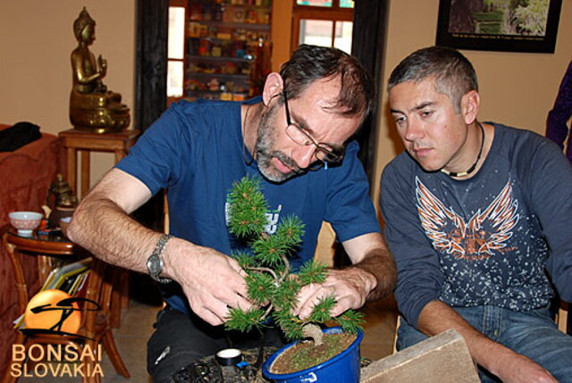 OKTÓBROVÝ KURZ BONSAJOVEJ ŠKOLY    Téma: IHLIČNANY... A JESEŇ V BONSAJOVEJ ZÁHRADE 29. - 30. OKTÓBER 2011    Miesto konania: Bonsai Slovakia - , Čajovňa dobrých ľudí Pri synagóge 3, pešia zóna, 949 01 Nitra    Lektori: RNDr. Vladimír Ondejčík, RNDr. Alenka Ondejčíková