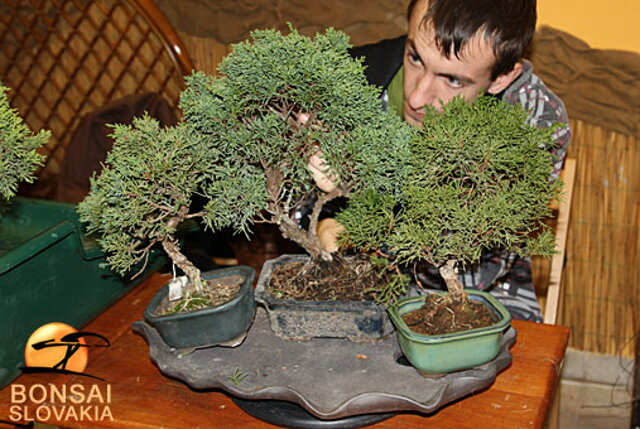 OKTÓBROVÝ KURZ BONSAJOVEJ ŠKOLY    Téma: IHLIČNANY... A JESEŇ V BONSAJOVEJ ZÁHRADE 29. - 30. OKTÓBER 2011    Miesto konania: Bonsai Slovakia - , Čajovňa dobrých ľudí Pri synagóge 3, pešia zóna, 949 01 Nitra    Lektori: RNDr. Vladimír Ondejčík, RNDr. Alenka Ondejčíková