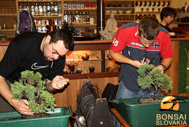 OKTÓBROVÝ KURZ BONSAJOVEJ ŠKOLY    Téma: IHLIČNANY... A JESEŇ V BONSAJOVEJ ZÁHRADE 29. - 30. OKTÓBER 2011    Miesto konania: Bonsai Slovakia - , Čajovňa dobrých ľudí Pri synagóge 3, pešia zóna, 949 01 Nitra    Lektori: RNDr. Vladimír Ondejčík, RNDr. Alenka Ondejčíková