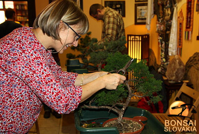 OKTÓBROVÝ KURZ BONSAJOVEJ ŠKOLY    Téma: IHLIČNANY... A JESEŇ V BONSAJOVEJ ZÁHRADE 29. - 30. OKTÓBER 2011    Miesto konania: Bonsai Slovakia - , Čajovňa dobrých ľudí Pri synagóge 3, pešia zóna, 949 01 Nitra    Lektori: RNDr. Vladimír Ondejčík, RNDr. Alenka Ondejčíková