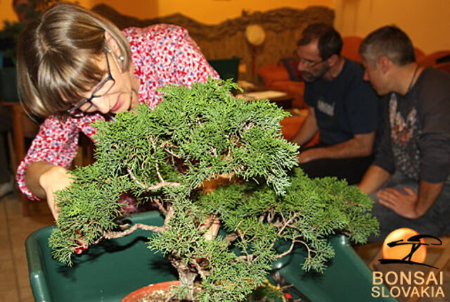 OKTÓBROVÝ KURZ BONSAJOVEJ ŠKOLY    Téma: IHLIČNANY... A JESEŇ V BONSAJOVEJ ZÁHRADE 29. - 30. OKTÓBER 2011    Miesto konania: Bonsai Slovakia - , Čajovňa dobrých ľudí Pri synagóge 3, pešia zóna, 949 01 Nitra    Lektori: RNDr. Vladimír Ondejčík, RNDr. Alenka Ondejčíková