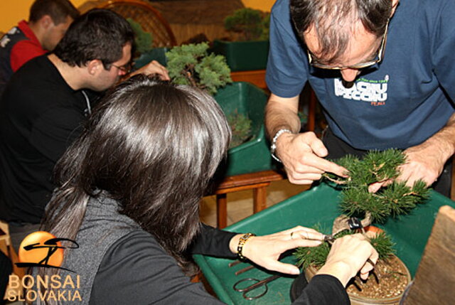 OKTÓBROVÝ KURZ BONSAJOVEJ ŠKOLY    Téma: IHLIČNANY... A JESEŇ V BONSAJOVEJ ZÁHRADE 29. - 30. OKTÓBER 2011    Miesto konania: Bonsai Slovakia - , Čajovňa dobrých ľudí Pri synagóge 3, pešia zóna, 949 01 Nitra    Lektori: RNDr. Vladimír Ondejčík, RNDr. Alenka Ondejčíková