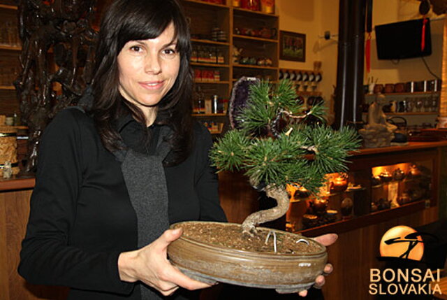 OKTÓBROVÝ KURZ BONSAJOVEJ ŠKOLY    Téma: IHLIČNANY... A JESEŇ V BONSAJOVEJ ZÁHRADE 29. - 30. OKTÓBER 2011    Miesto konania: Bonsai Slovakia - , Čajovňa dobrých ľudí Pri synagóge 3, pešia zóna, 949 01 Nitra    Lektori: RNDr. Vladimír Ondejčík, RNDr. Alenka Ondejčíková