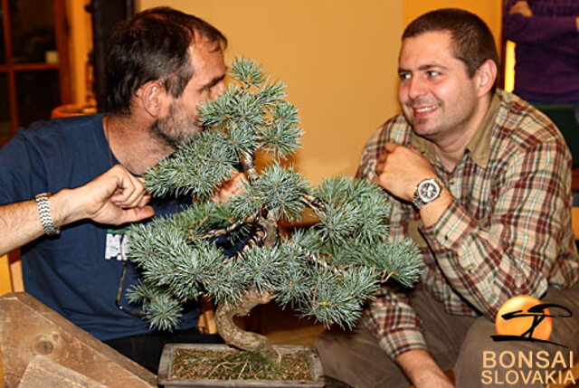 OKTÓBROVÝ KURZ BONSAJOVEJ ŠKOLY    Téma: IHLIČNANY... A JESEŇ V BONSAJOVEJ ZÁHRADE 29. - 30. OKTÓBER 2011    Miesto konania: Bonsai Slovakia - , Čajovňa dobrých ľudí Pri synagóge 3, pešia zóna, 949 01 Nitra    Lektori: RNDr. Vladimír Ondejčík, RNDr. Alenka Ondejčíková