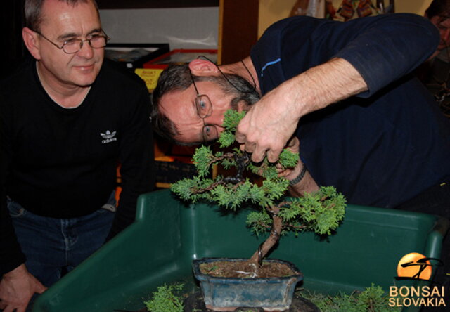 NITRIANSKA BONSAJOVÁ ŠKOLA - PINUS, LARIX, JUNIPERUS CHINENSIS