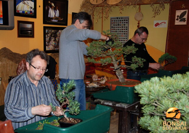 NITRIANSKA BONSAJOVÁ ŠKOLA - PINUS, LARIX, JUNIPERUS CHINENSIS