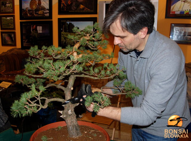 NITRIANSKA BONSAJOVÁ ŠKOLA - PINUS, LARIX, JUNIPERUS CHINENSIS