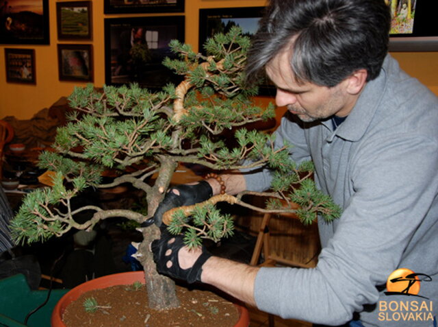 NITRIANSKA BONSAJOVÁ ŠKOLA - PINUS, LARIX, JUNIPERUS CHINENSIS