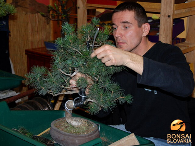 NITRIANSKA BONSAJOVÁ ŠKOLA - PINUS, LARIX, JUNIPERUS CHINENSIS