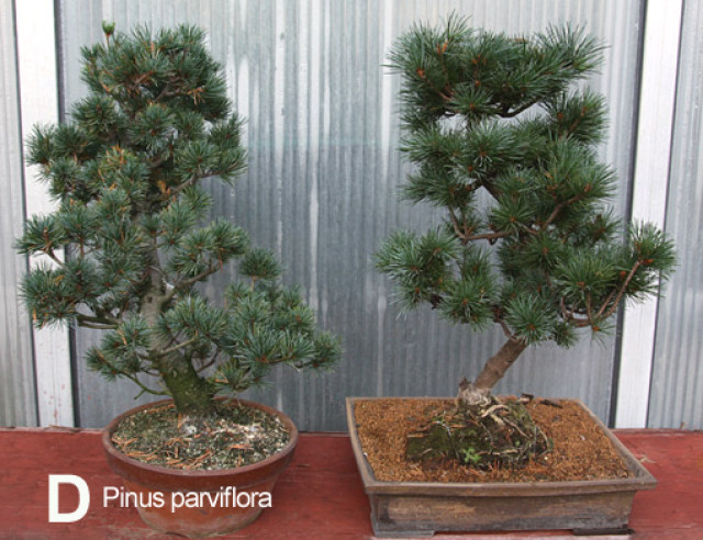 Nitrianska bonsajová škola - Bonsai Slovakia - Čajovńa dobrých ľudí, Nitra