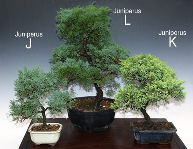 Nitrianska bonsajová škola - Juniperus chinensis, Borievka čínska - tvarovanie