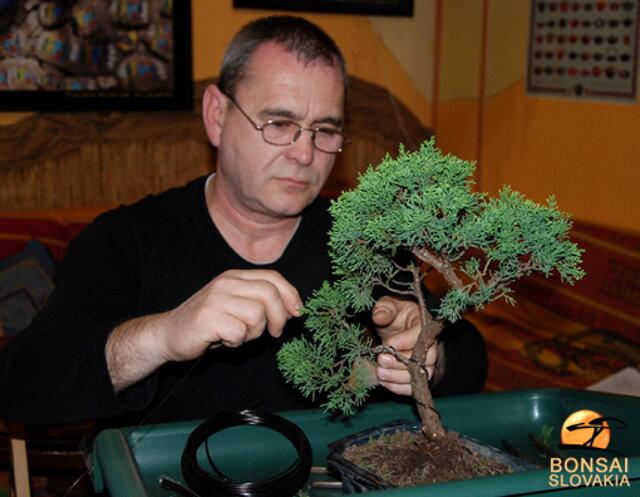 NITRIANSKA BONSAJOVÁ ŠKOLA - PINUS, LARIX, JUNIPERUS CHINENSIS