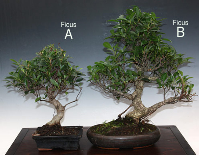 Nitrianska bonsajová škola - Ficus retusa - tvarovanie