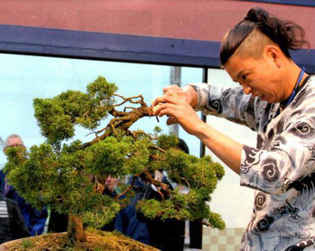 Zážitková BONSAJOVÁ ŠKOLA  BONSAI SLOVAKIA® Nitra  prináša pre Vás   UNIKÁTNY JAPONSKÝ ŠPECIÁL  WORKSHOP S JAPONSKÝM MAJSTROM MASASHI HIRAO  POSLEDNÝ PRIAMY ŽIAK VEĽKÉHO MAJSTA,  NÁSLEDNÍK LEGENDY, ZOSNULÉHO UČITEĽA SABURO KATO, DEDIČ JEHO SYMBOLU - ZLATÝCH BONSAJOVÝCH NOŽNÍC  V NITRE  6. júl 2014  ......... nedeľa, 10,00 – 17,00   Miesto konania:  Bonsai  Slovakia – Čajovňa dobrých ľudí, Pri synagóge 3, pešia zóna, Nitra  Zvýhodnené kurzovné: 98 Eur     Počet účastníkov workshopu je limitovaný. Prihlásiť sa je potrebné vopred. V cene je zahrnuté: • Kurzovné • Zapožičanie bonsajového náradia Kirakuni na tvarovanie bonsajov počas celého kurzu • Použité drôty, pasty, rafie... • Kupón na zľavu 10% na všetky nákupy počas 1 mesiaca • Celodenné čajové občerstvenie - Ochutnávky najlepších čerstvých čajov z dovozu Čajovne dobrých ľudí - Degustácia japonských čajov  Vhodné dreviny na tvarovanie si môžete vybrať pred začiatkom kurzu od 9,00 do 10,00 v bonsajovej záhrade centra Bonsai Slovakia so zľavou 15%. Môžete tvarovať aj svoj vlastný prinesený strom, podmienkou je jeho dobrá kondícia a estetika stromu.   Počas bonsajovej školy platí pre jej účastníkov v priestoroch bonsajovej záhrady i centra Bonsai Slovakia - Čajovňa dobrých ľudí zľava 10% na všetok tovar.   Časový rozvrh: Demonštrácia tvarovania bonsajov - Sobota: 5. 7. 2014 od 14,00 – 19,00 – odporúčame zúčastniť sa Workshop - Nedeľa:   9,30 - 10,00 Výber drevín na tvarovanie                   10,00 - 17,00 Kurz bonsajovej školy ( s hodinovou prestávkou na obed)