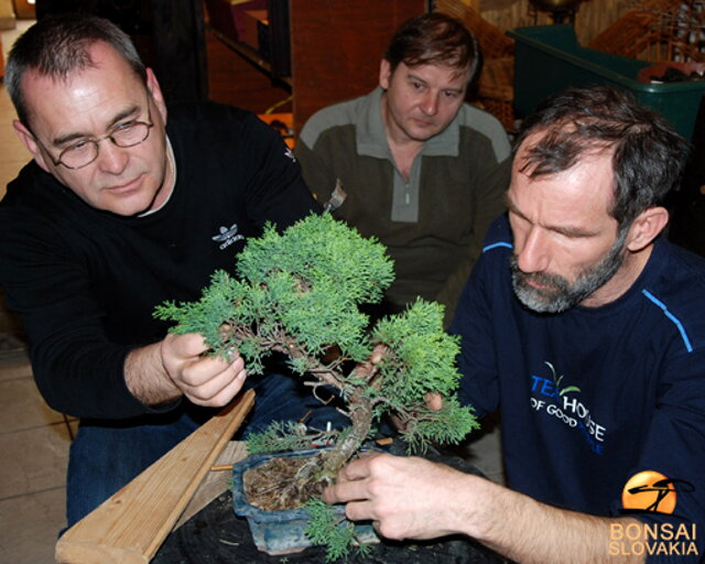 NITRIANSKA BONSAJOVÁ ŠKOLA - PINUS, LARIX, JUNIPERUS CHINENSIS