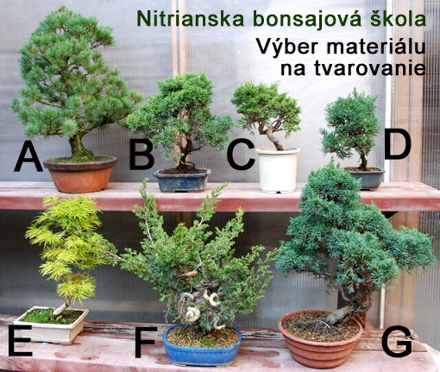 Bonsaje - Nitrianska bonsajová škola